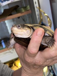 Dexter the helmeted turtle