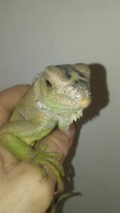 Dulce, the baby green iguana