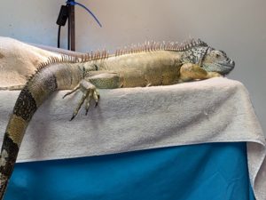 Ella the green iguana