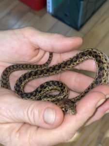 Gopher, the gopher snake