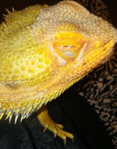 Mango the Bearded Dragon