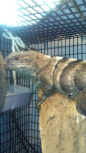 Mexi, the northeastern spinytail iguana