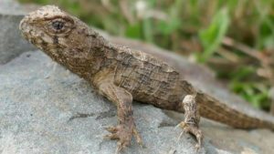 New Life for Ancient Reptiles