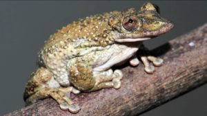Move Over, Murder Hornets! We've Got... Venomous Frogs?