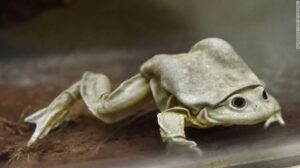 A frog by any other name...