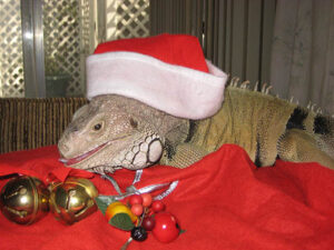 Holiday Greetings (and a Word of Warning)