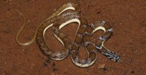 A Snake By Any Other Name: Art Helps Solve a Longstanding Herpetological Mystery
