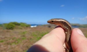 Waiting Game: Zoo Keeps Rescued Reptiles (and Progeny) Until Habitat Is Restored