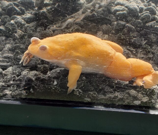 African Clawed Frog