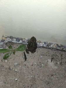 Froggies Went a-Courtin'? (Now with a real court!)