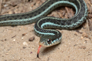 Snake on a ... Well, You Know!