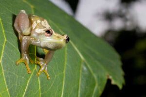 It's Always Something (New)! Recent Discoveries in Herpetofauna