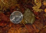 Cuban Tree Frog