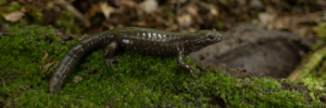 Here we go again? A new species of amphibian (re)discovered in China